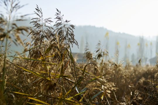 Maestranis Meilensteine der Nachhaltigkeit