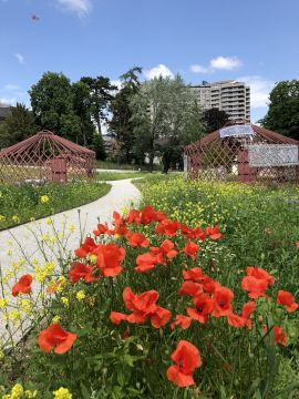 Biodiversitäts-Spaziergang auf dem Insel-Areal