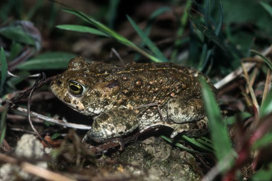 Naturparadies Wohnsiedlung Sommerrain