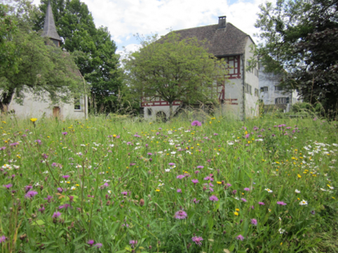 Arealrundgang beim Ritterhaus in Ürikon-Stäfa