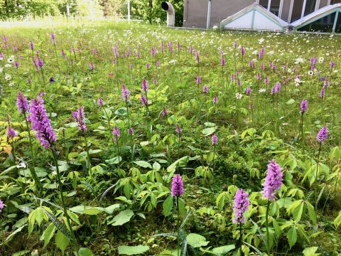 Wildnis auf dem Flachdach, oder: Wo kommen bloss diese Orchideen her?