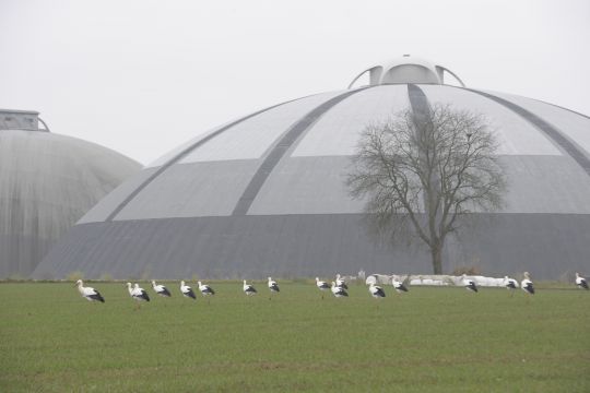 Tage der Artenvielfalt am  20. und 21. Mai: Natur entdecken auf den Arealen der Schweizer Salinen