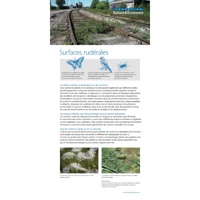 Infotafel «Ruderalfläche»