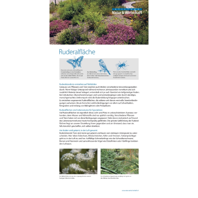 Infotafel «Ruderalfläche» (Siedlungsgebiet)